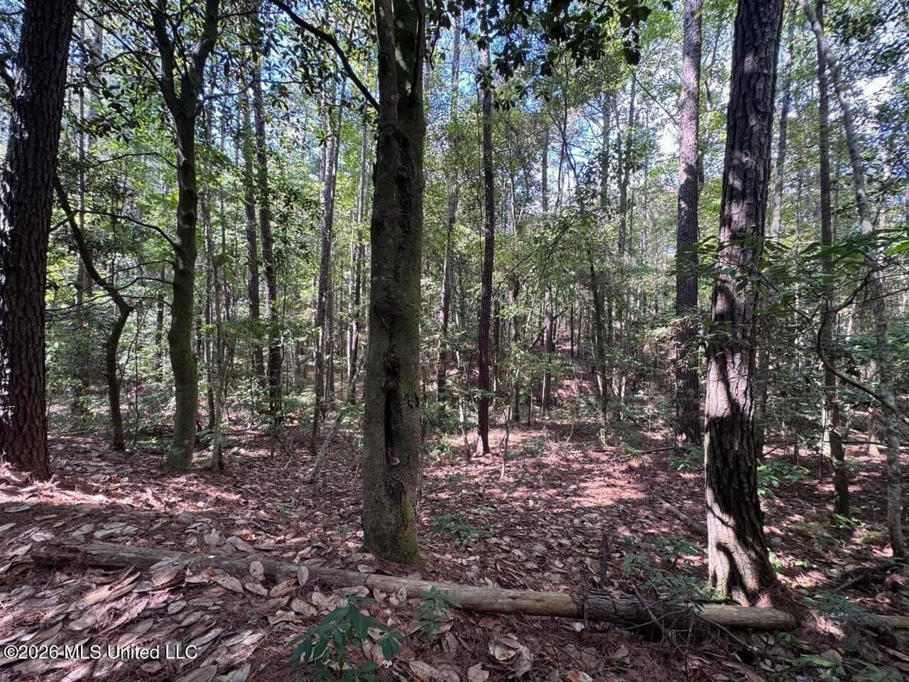 43± Acre Hunting Property in Amite County, MS