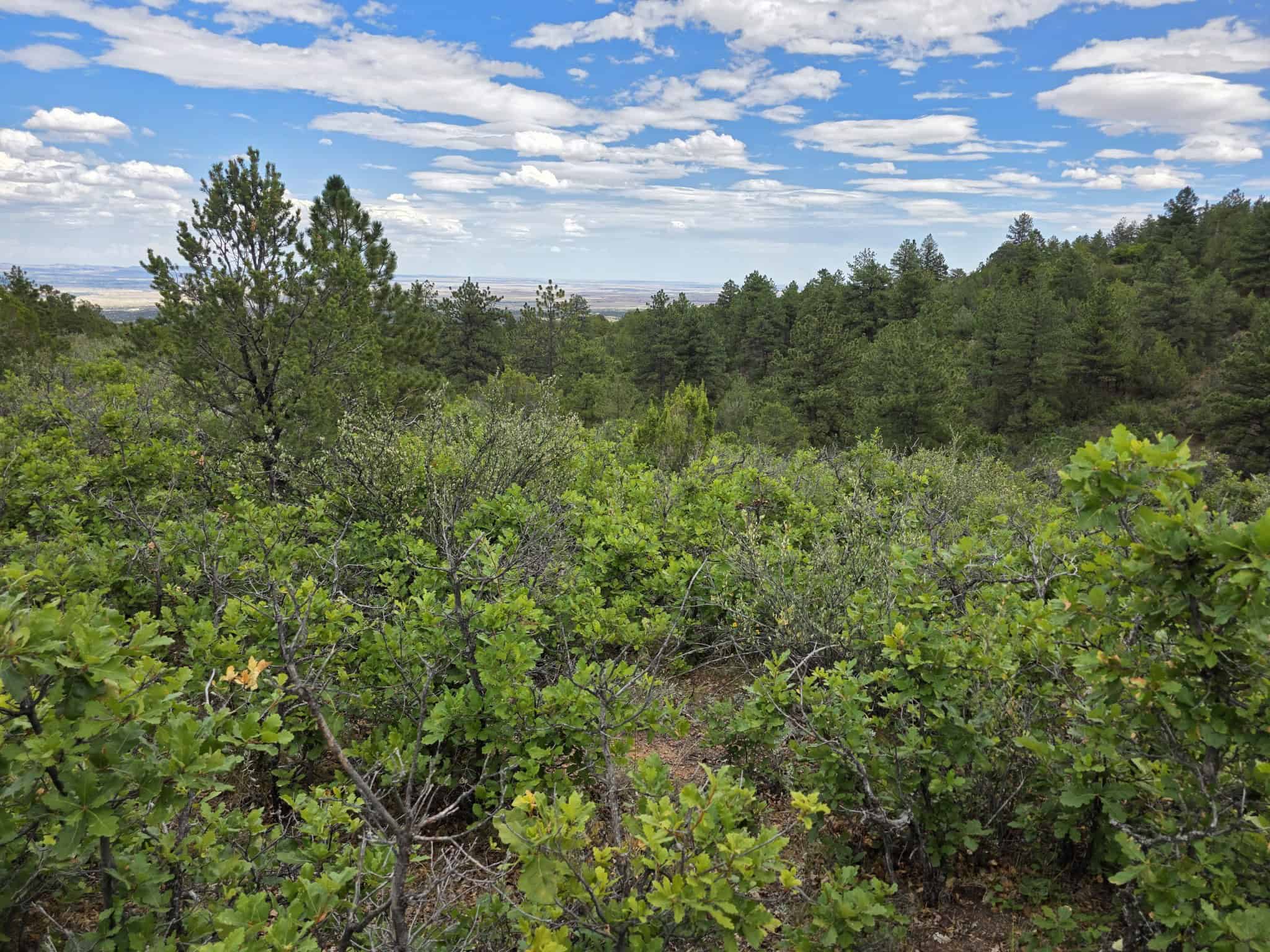 170.68 ± Acre Hunting Ranch by National Forest | Florence, CO