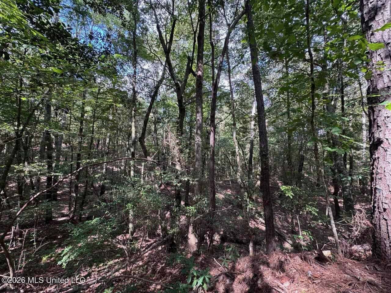 43± Acre Hunting Property in Amite County, MS