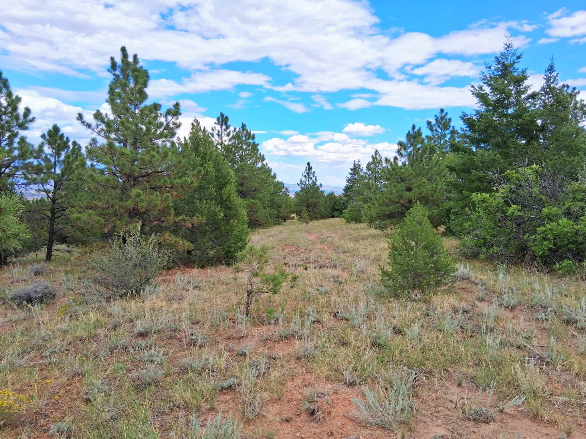 170.68 ± Acre Hunting Ranch by National Forest | Florence, CO