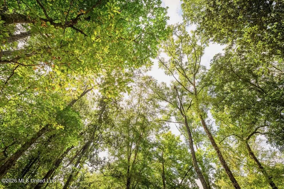 900 Acres for Sale – Hunter’s Paradise South Mississippi