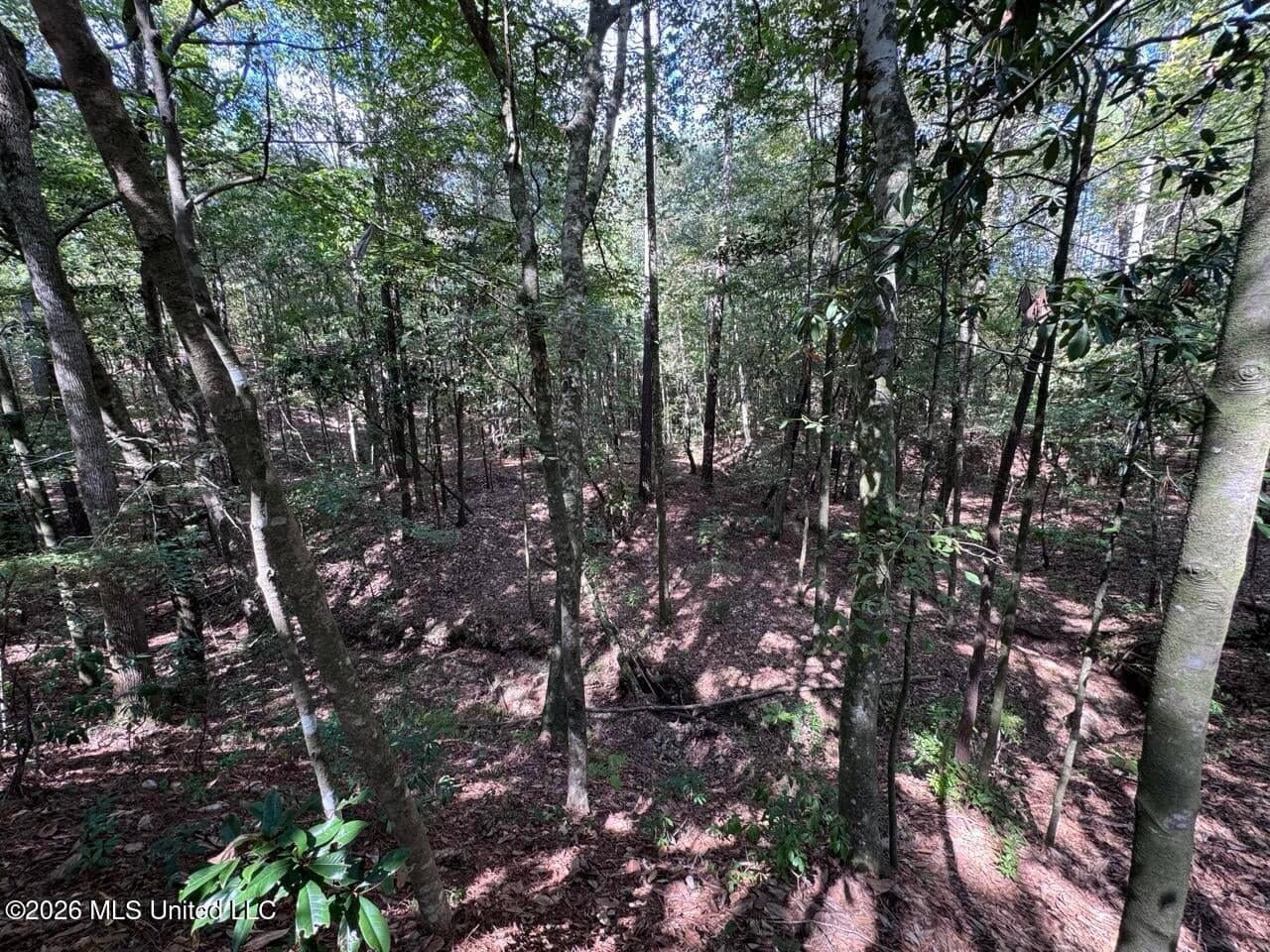 43± Acre Hunting Property in Amite County, MS