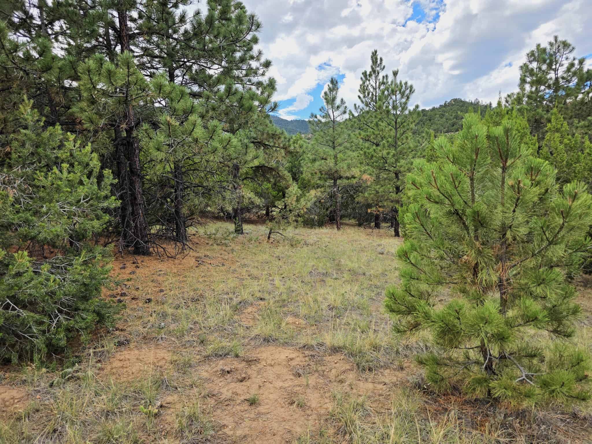 170.68 ± Acre Hunting Ranch by National Forest | Florence, CO