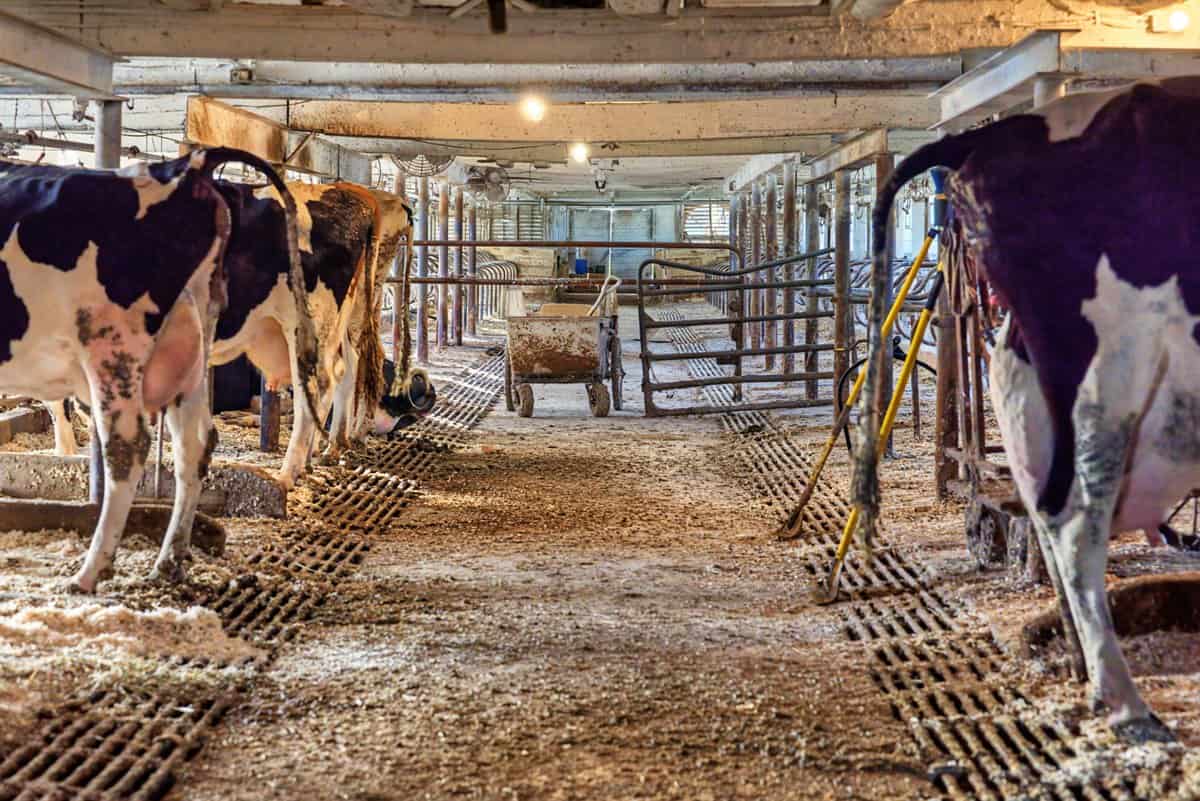 288± Acre Farm, Hunting & Black River Property | Melrose, Jackson County, WI
