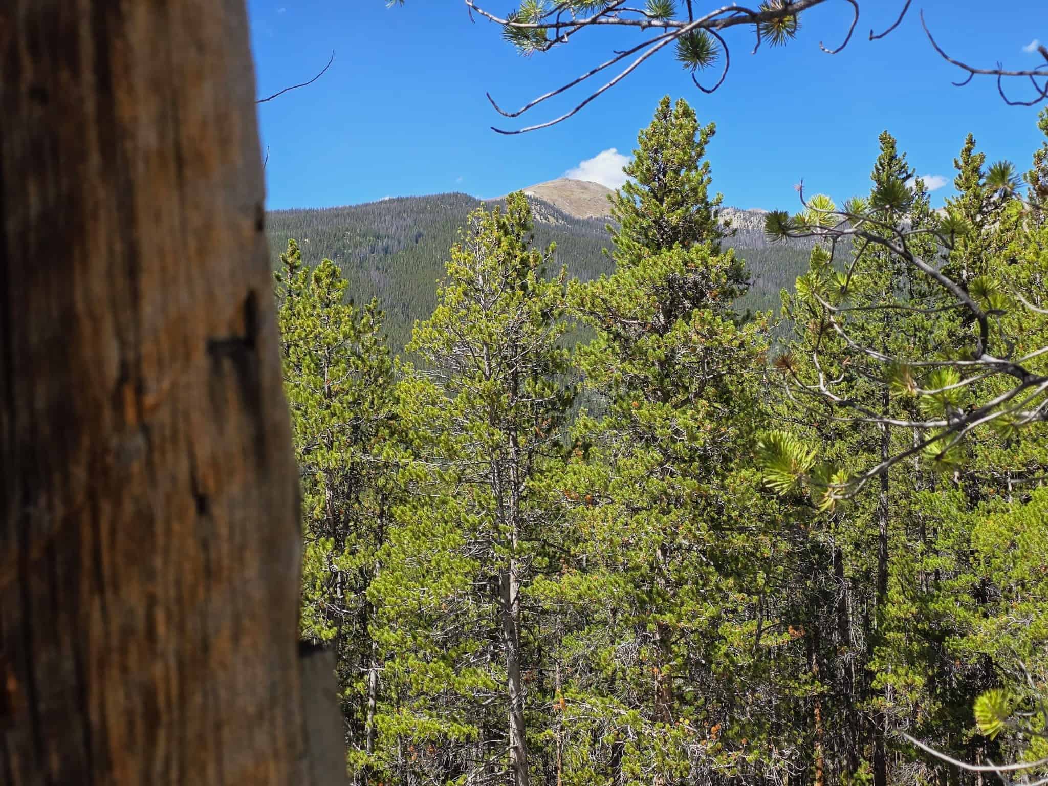 140 ± Acre Mountain Property for Sale in Whitepine, Colorado