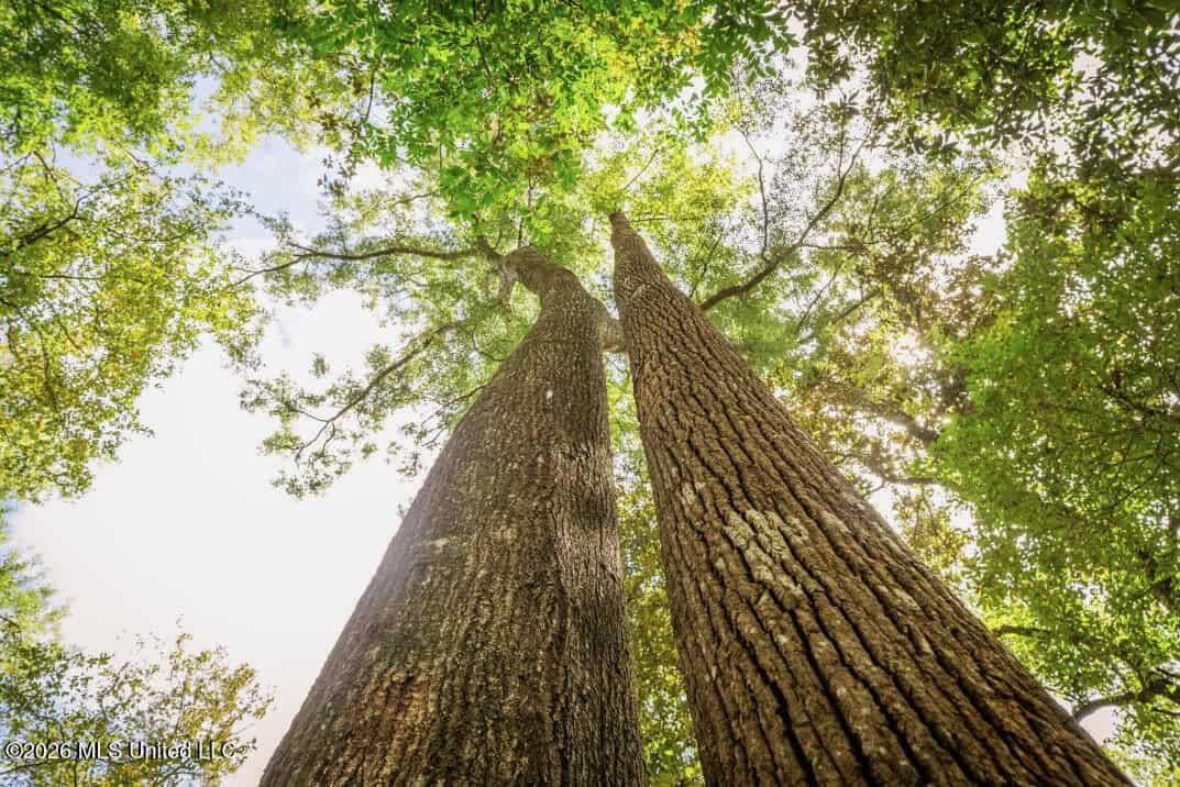 900 Acres for Sale – Hunter’s Paradise South Mississippi