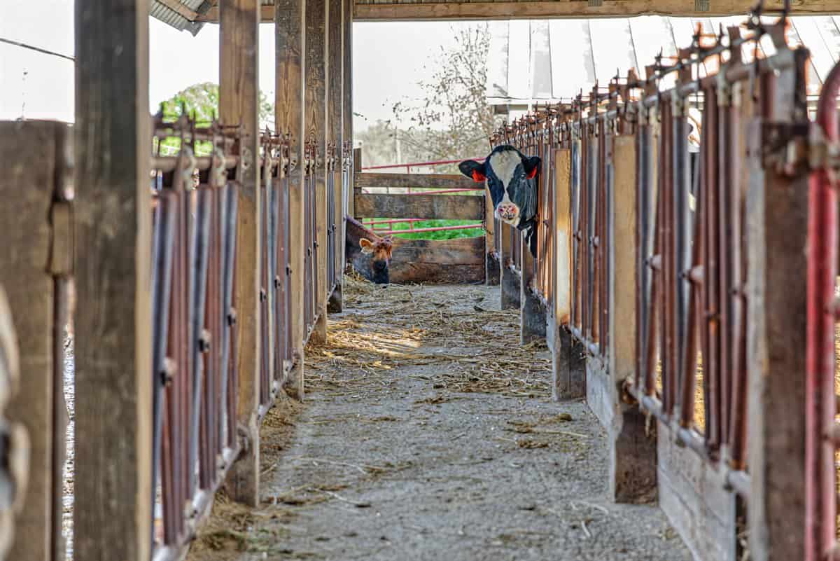 288± Acre Farm, Hunting & Black River Property | Melrose, Jackson County, WI