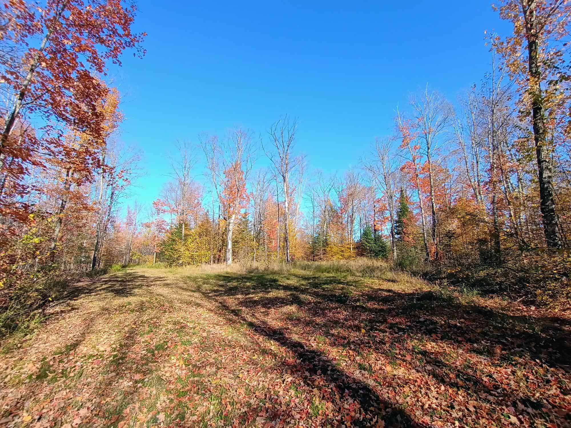 160 ± Acre Hunting Land with Camp Site Near Butternut, WI