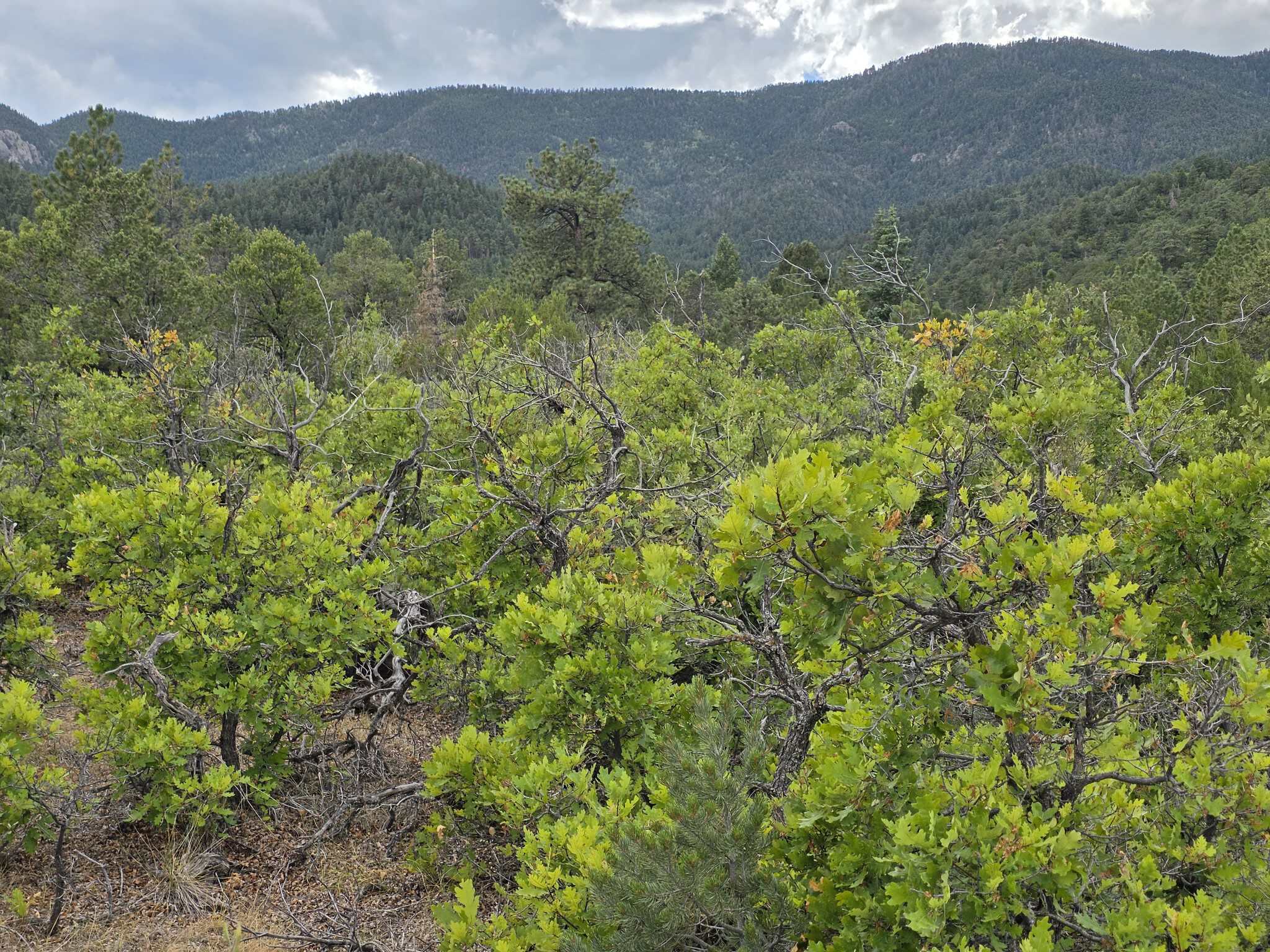 170.68 ± Acre Hunting Ranch by National Forest | Florence, CO