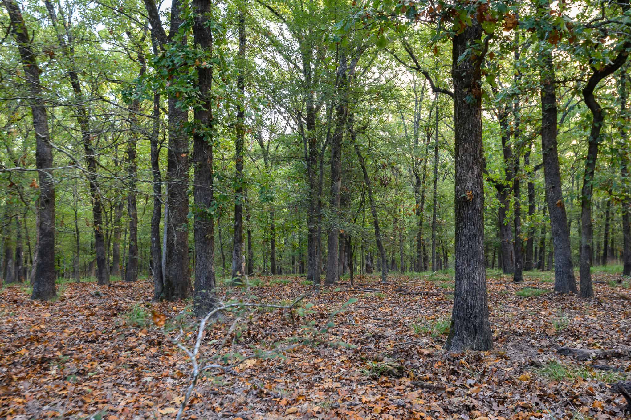 126-Acre Recreational Ranch for Sale in Mineola Texas Wood County