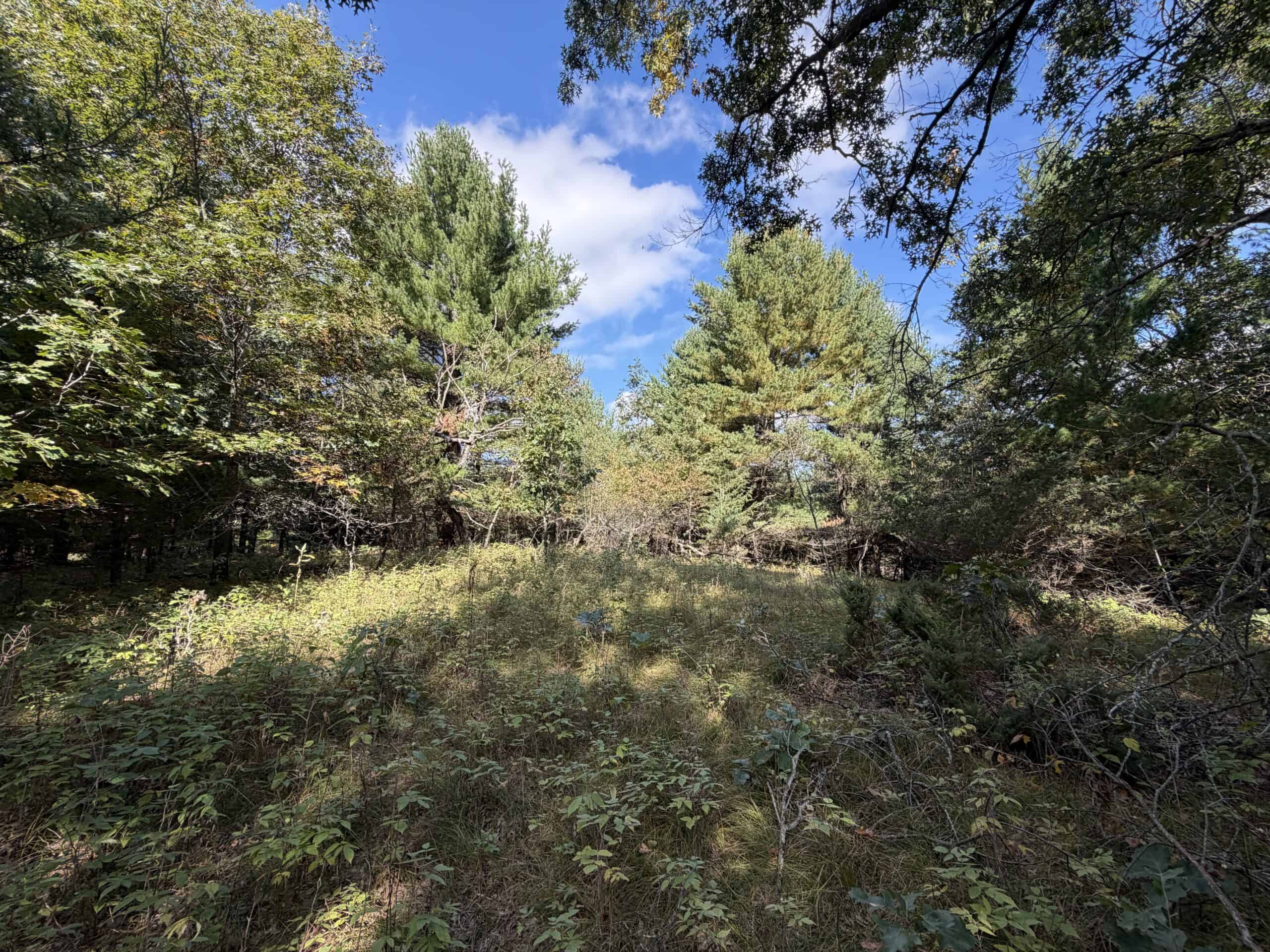 Buildable Hunting and Rec Property in Marquette County WI