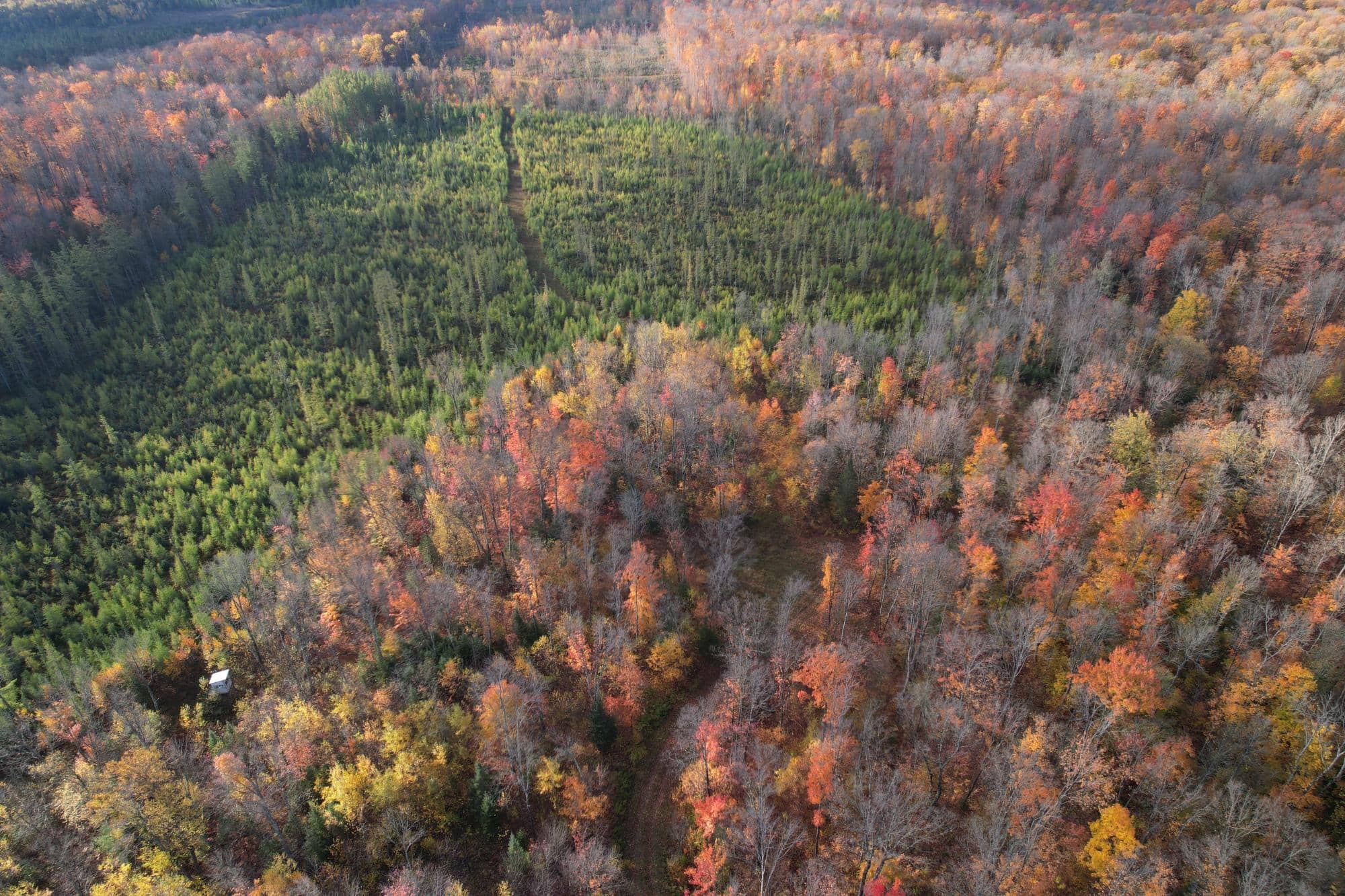 160 ± Acre Hunting Land with Camp Site Near Butternut, WI
