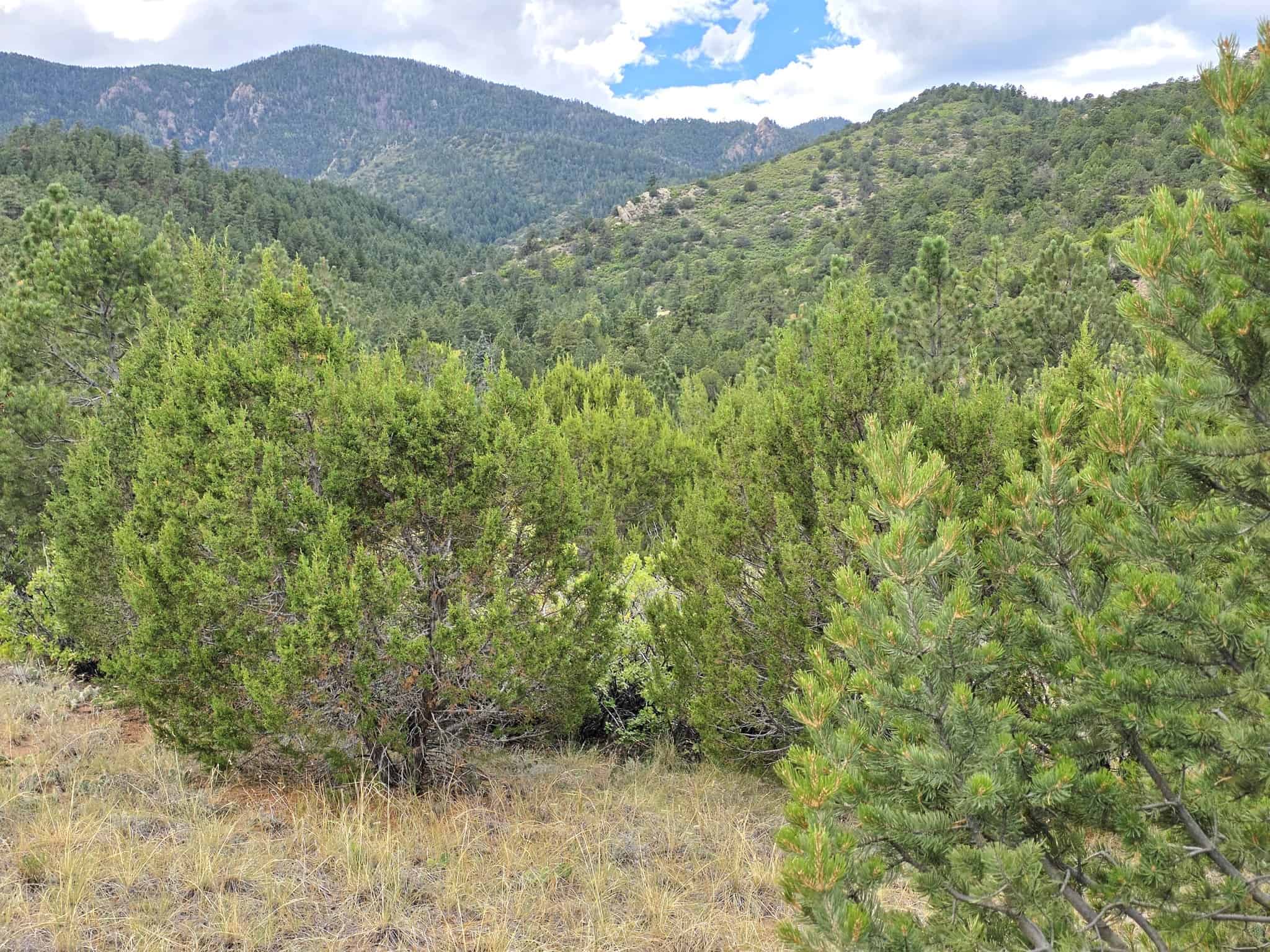 170.68 ± Acre Hunting Ranch by National Forest | Florence, CO