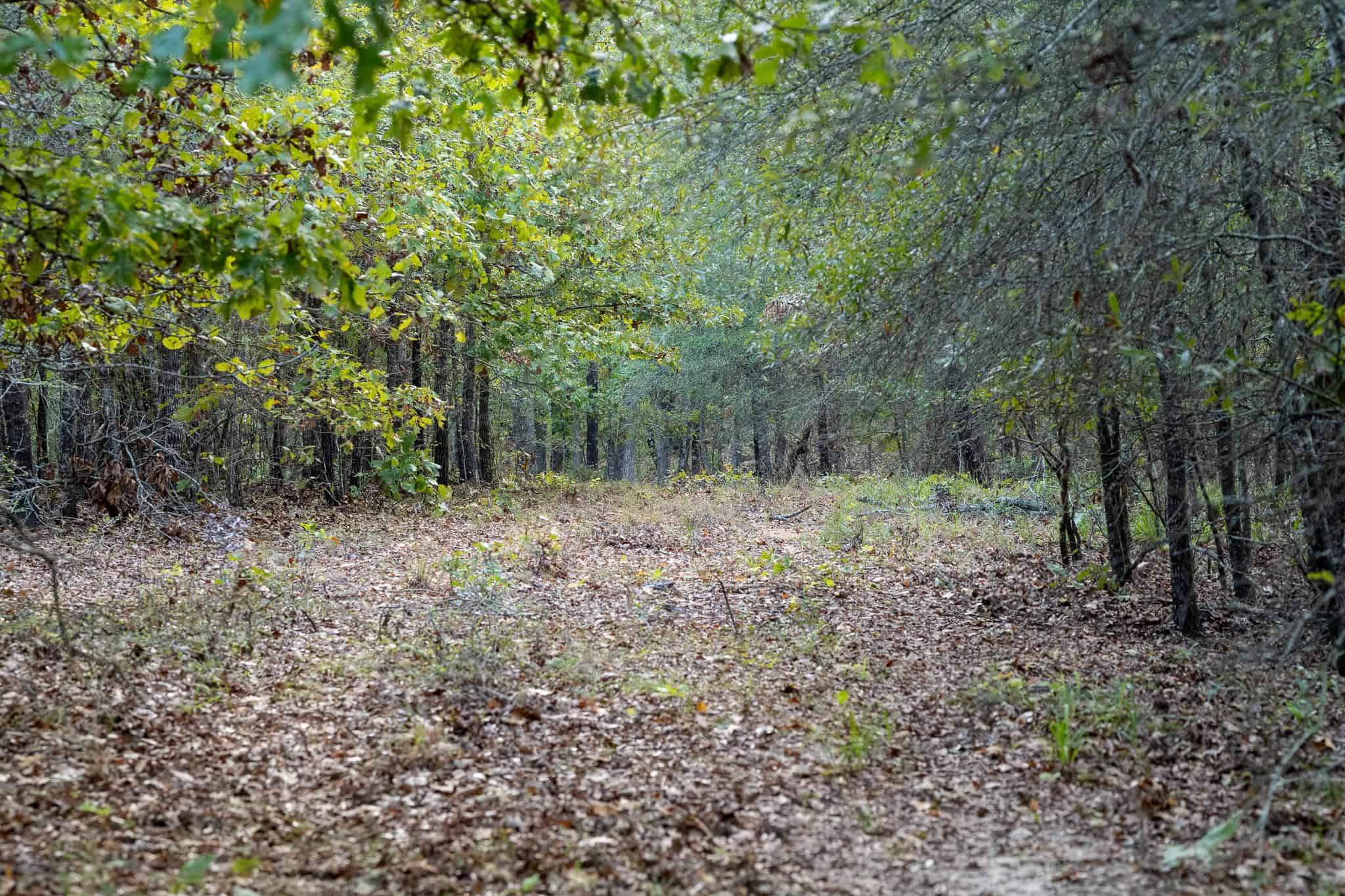 126-Acre Recreational Ranch for Sale in Mineola Texas Wood County