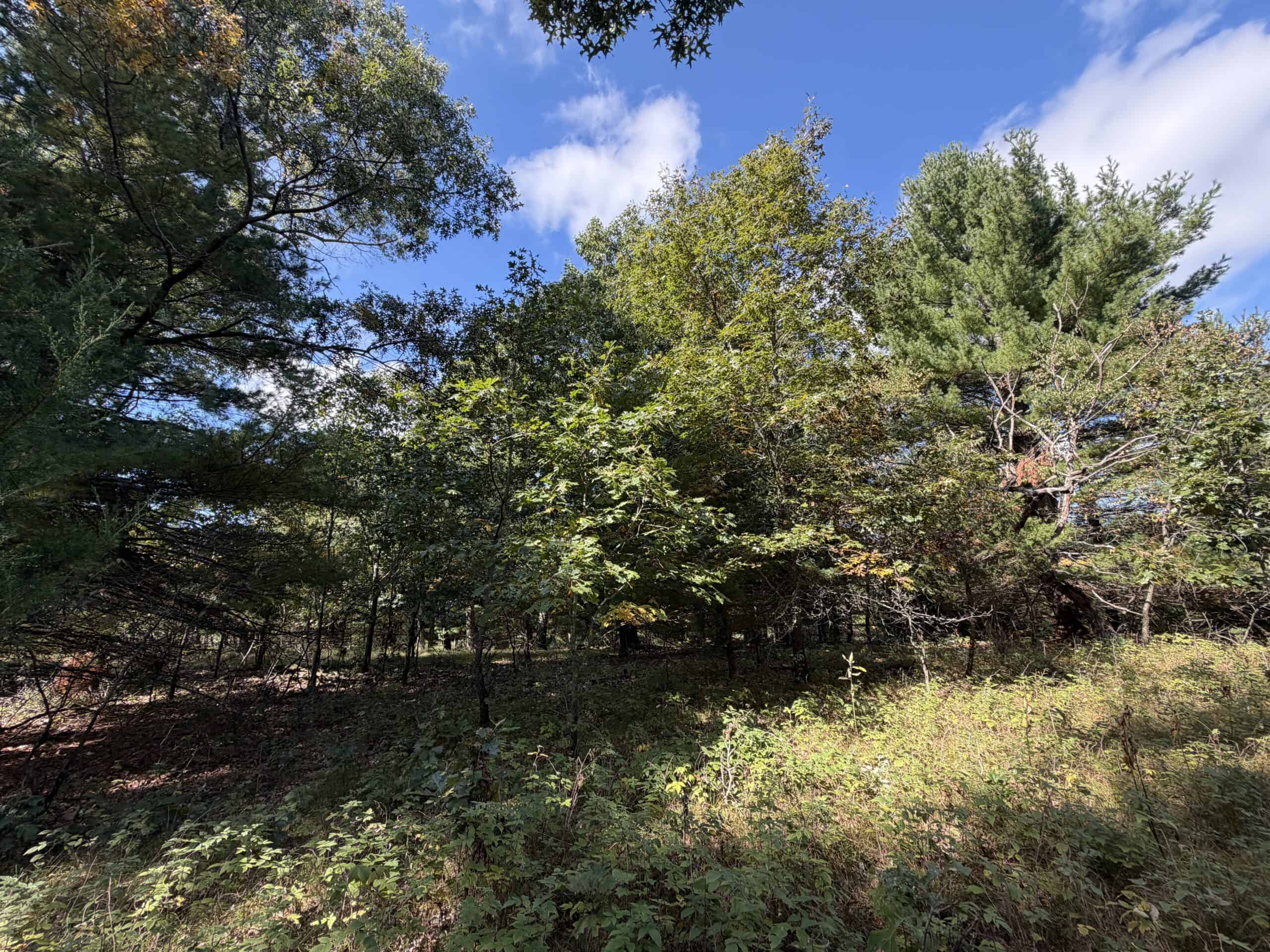 Buildable Hunting and Rec Property in Marquette County WI