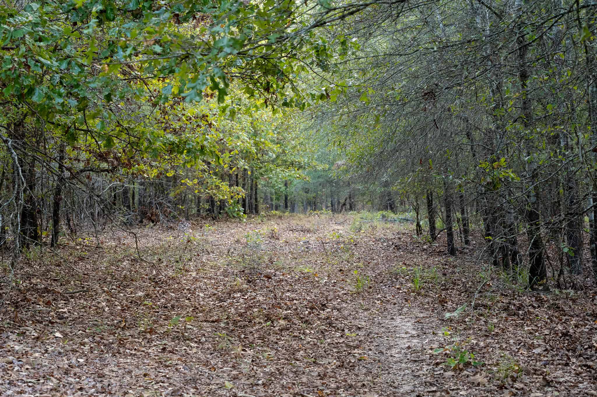 126-Acre Recreational Ranch for Sale in Mineola Texas Wood County