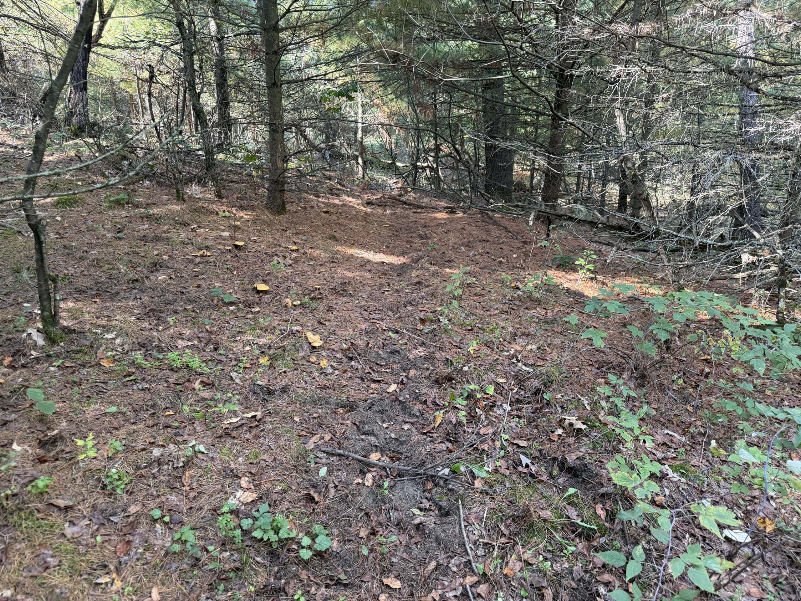 Buildable Hunting and Rec Property in Marquette County WI