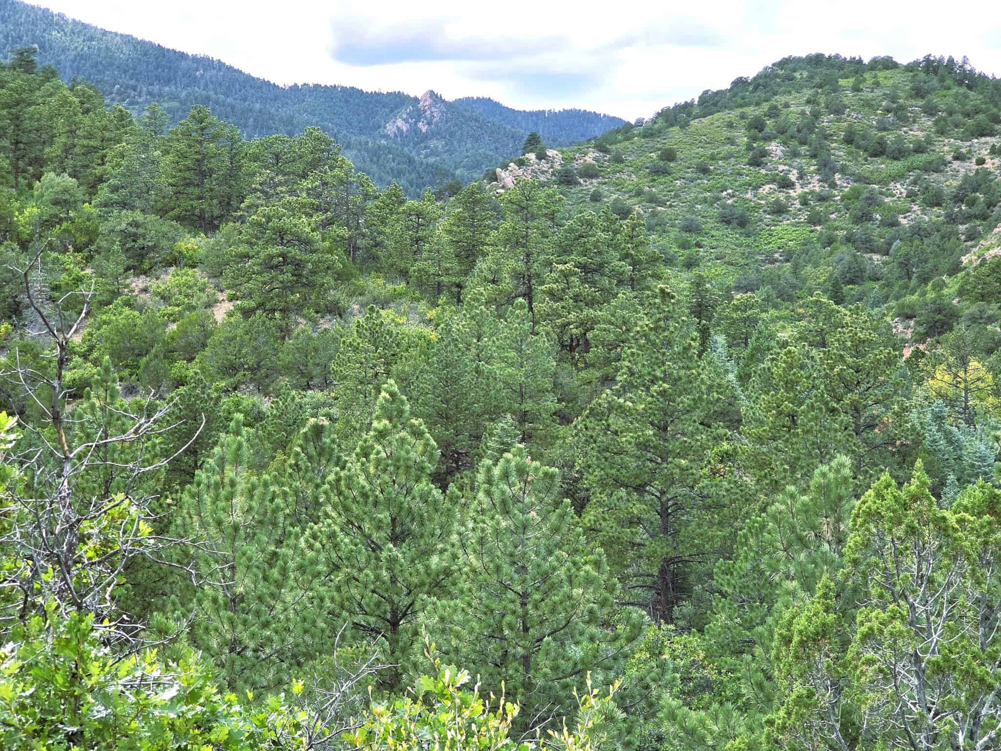 170.68 ± Acre Hunting Ranch by National Forest | Florence, CO