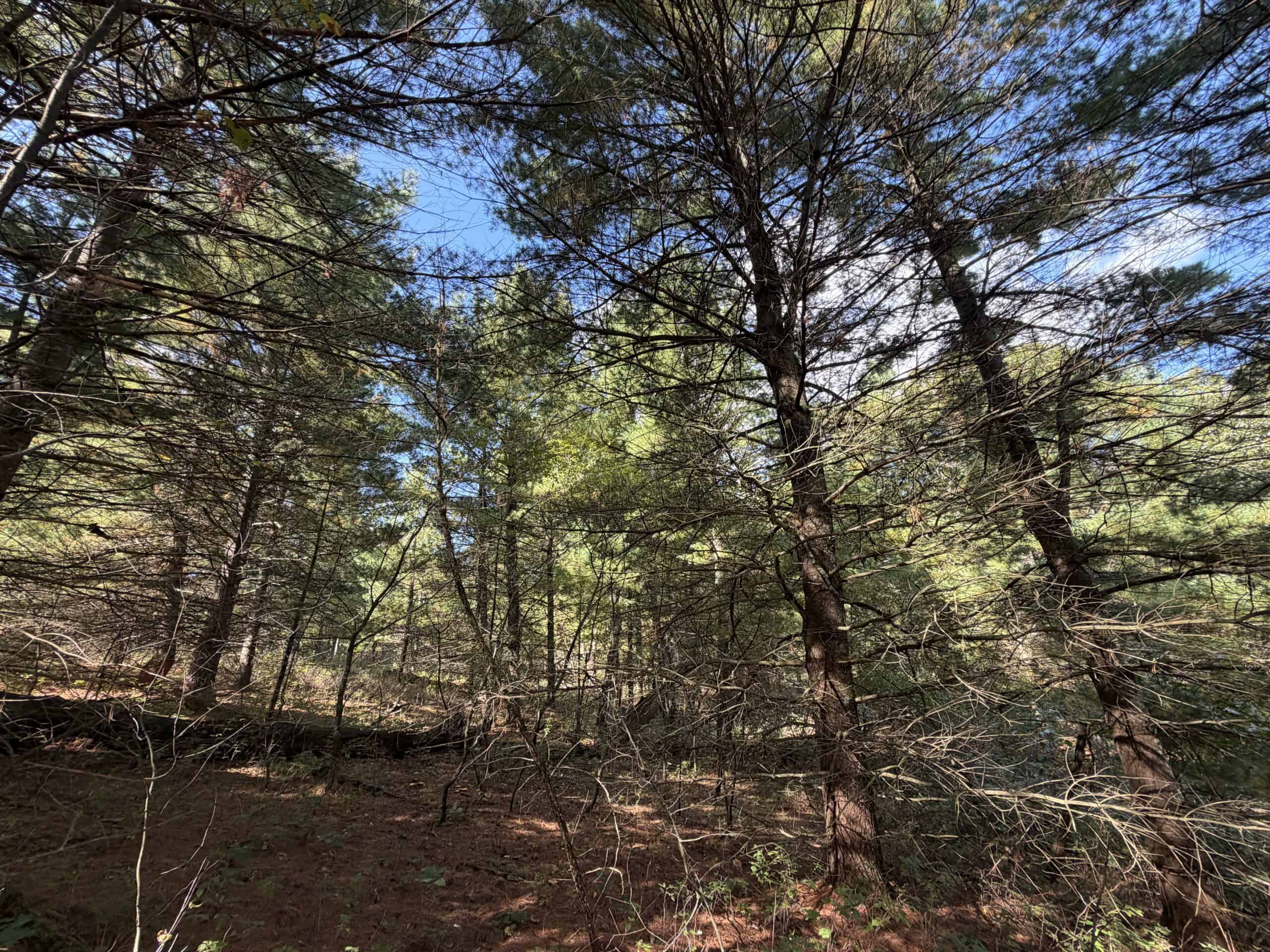 Buildable Hunting and Rec Property in Marquette County WI