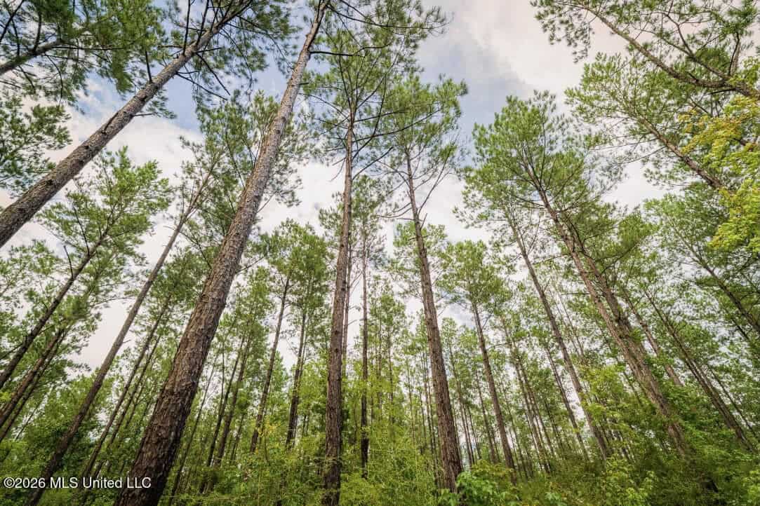 900 Acres for Sale – Hunter’s Paradise South Mississippi