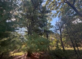 Buildable Hunting and Rec Property in Marquette County WI