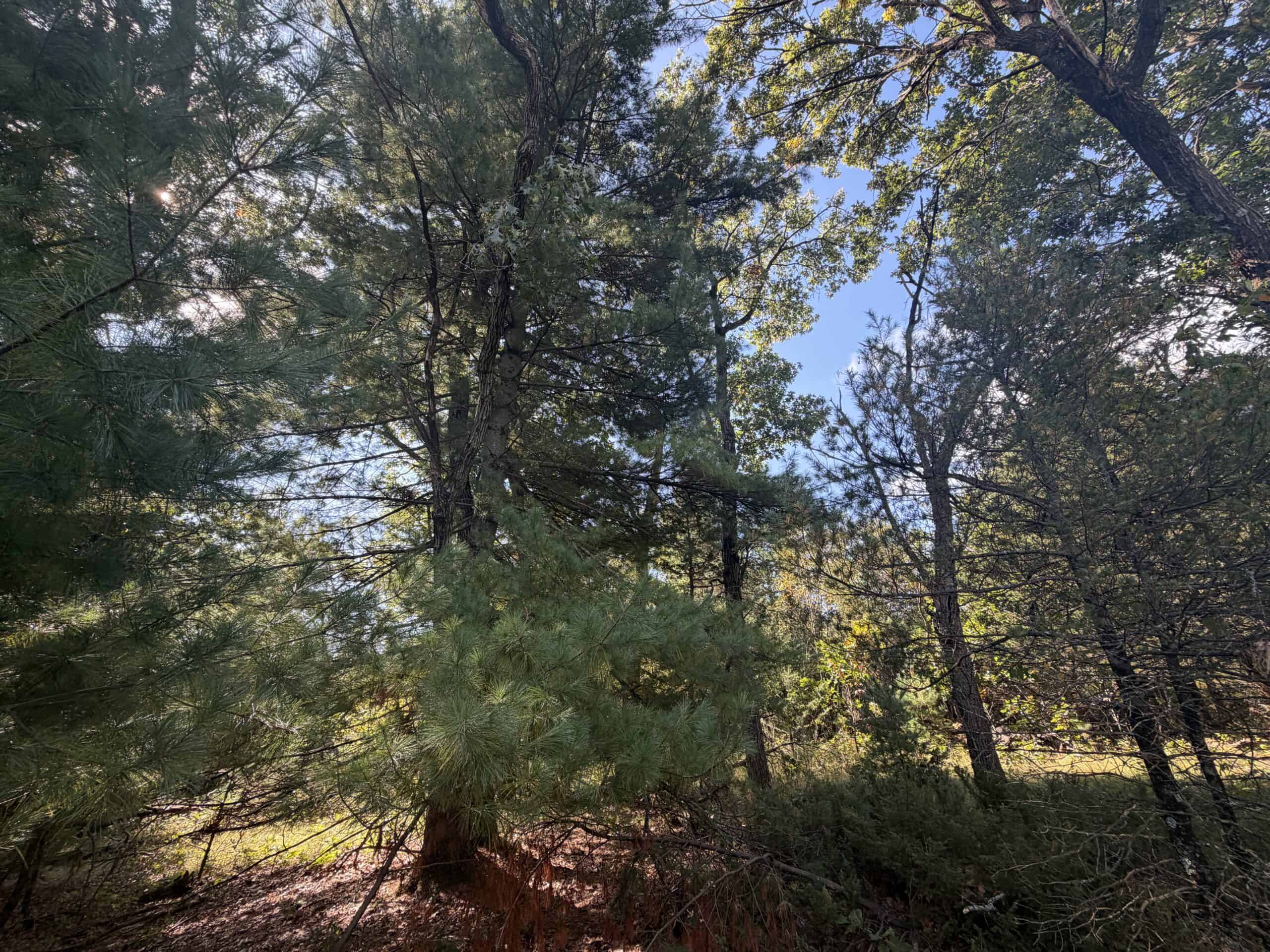 Buildable Hunting and Rec Property in Marquette County WI