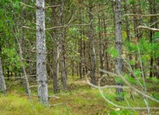 40± acres of timbered recreational land Augusta WI