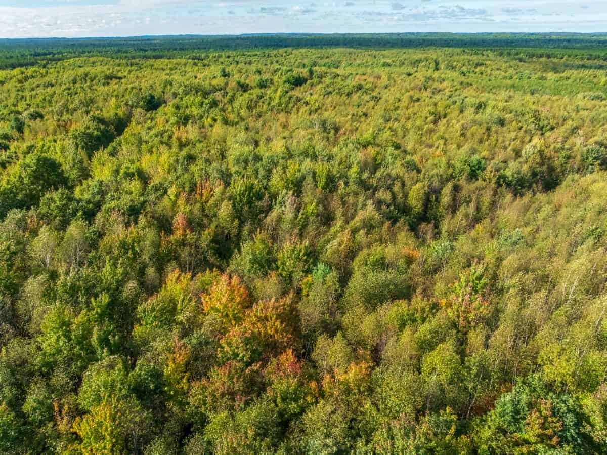 204.74± acres of premier recreational and hunting land in Eau Claire County