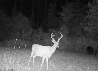43± Acre Hunting Property in Amite County, MS