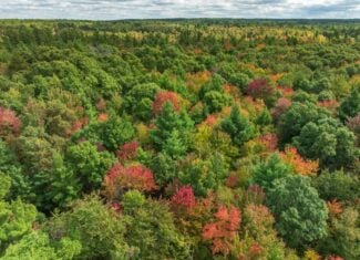 120± acres of heavily timbered hunting land in Eau Claire County