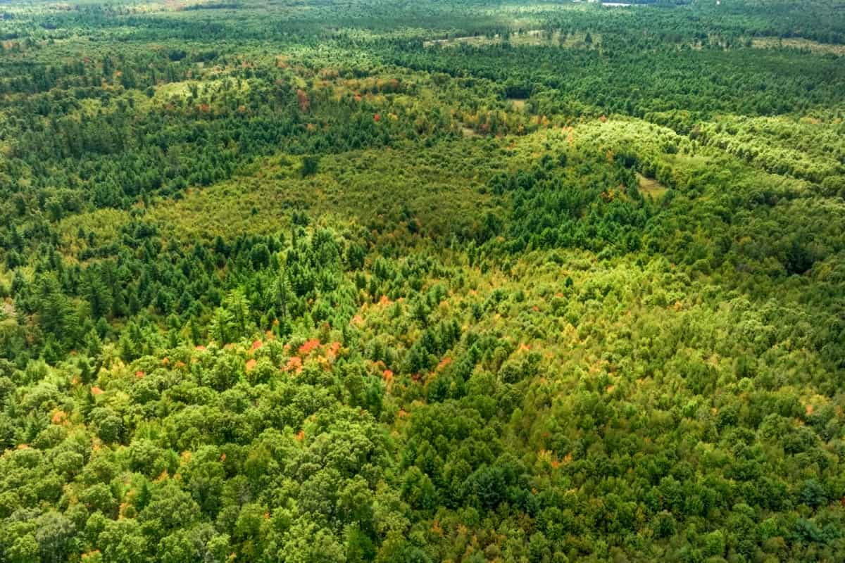 160+/- acres of Western Wisconsin hunting property Eau Claire Cty