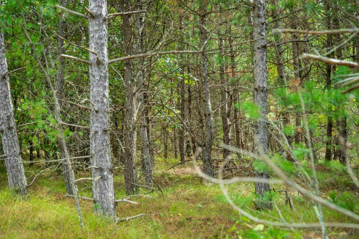 40± acres of timbered hunting and recreational land
