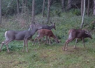 Driftless Area trout fishing and hunting retreat with a rustic log cabin, for sale Richland County WI