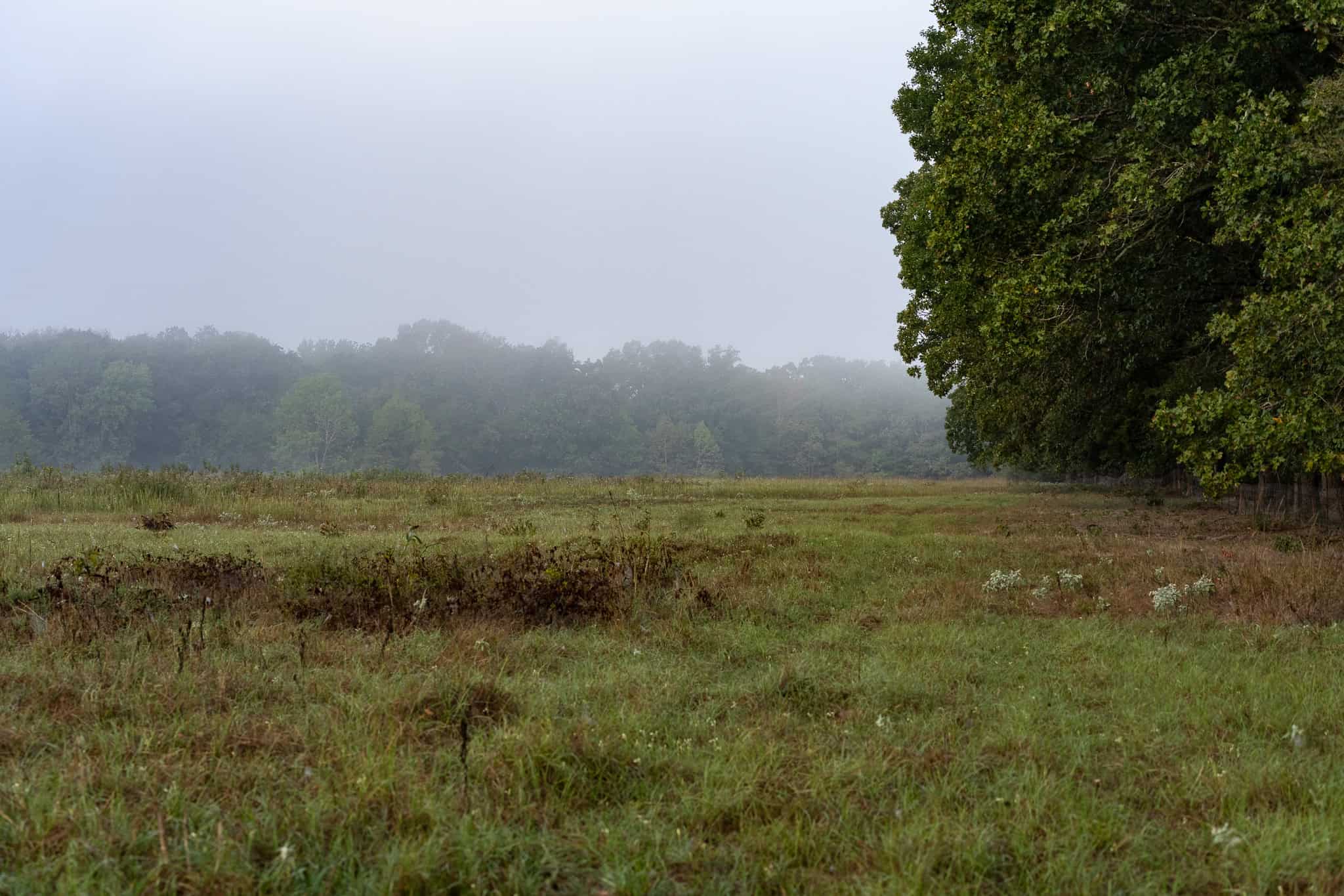 126-Acre Recreational Ranch for Sale in Mineola Texas Wood County