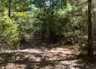 East Texas Recreational Land for Sale Gilmer TX Upshur County | Hunt & Timber