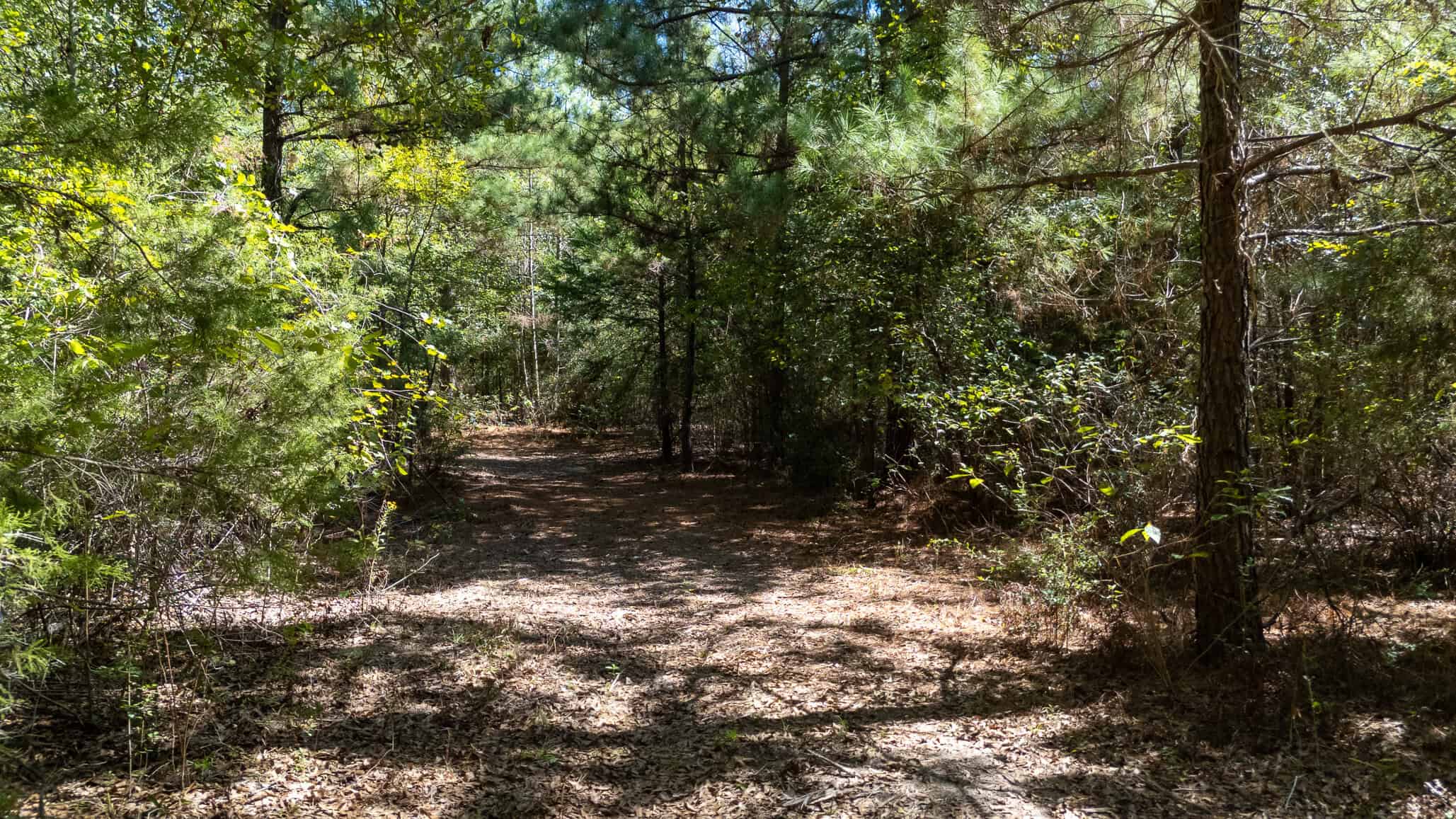 East Texas Recreational Land for Sale Gilmer TX Upshur County | Hunt & Timber