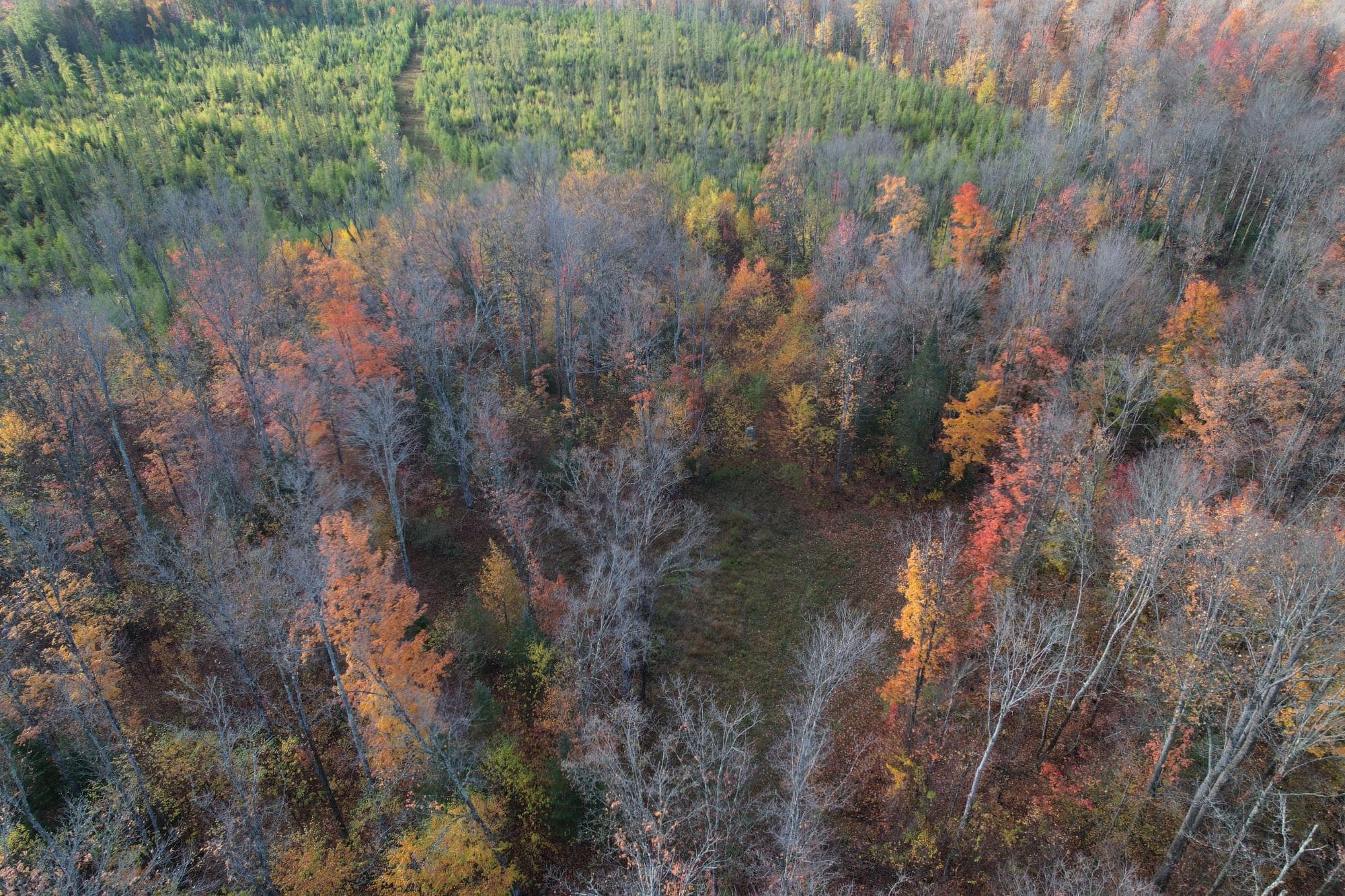 160 ± Acre Hunting Land with Camp Site Near Butternut, WI