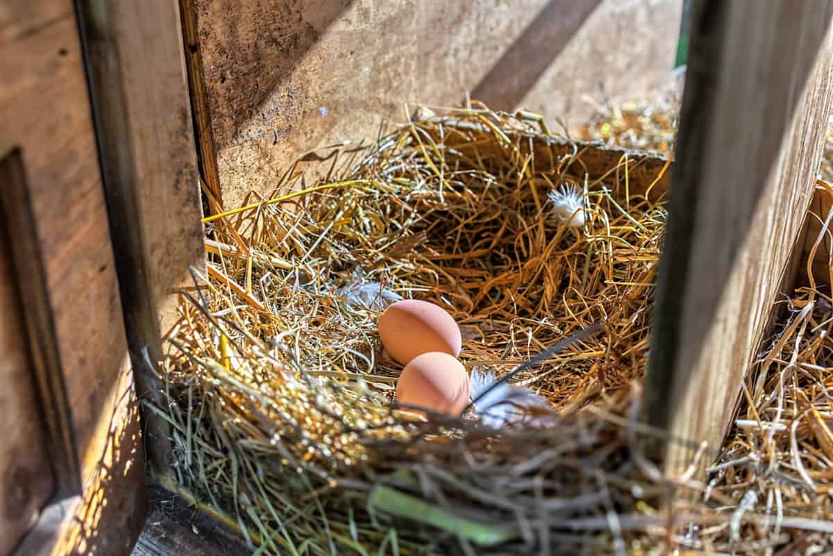 Wisconsin Country Farmstead & Artisan Creamery | Osseo, WI