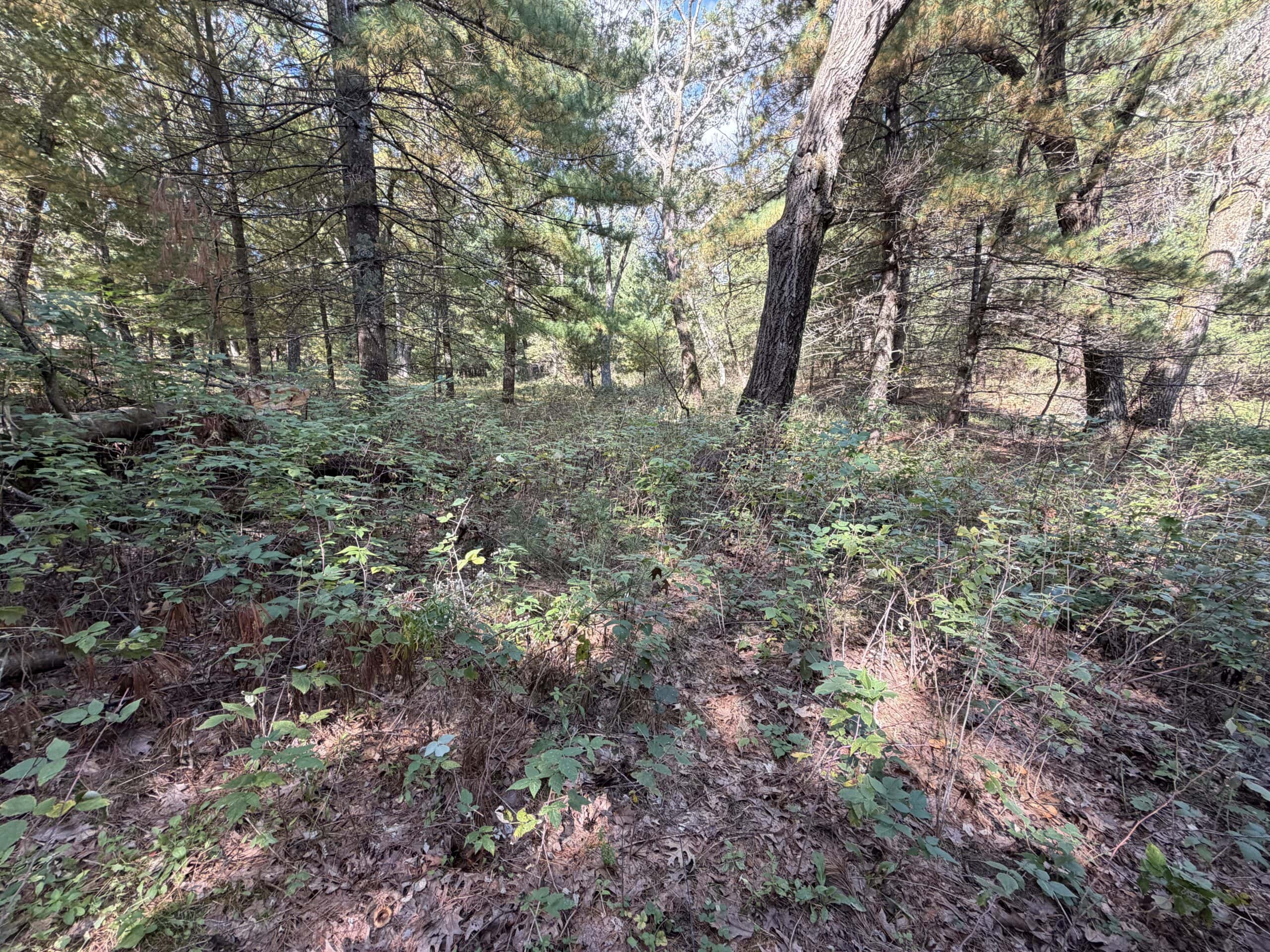 Buildable Hunting and Rec Property in Marquette County WI