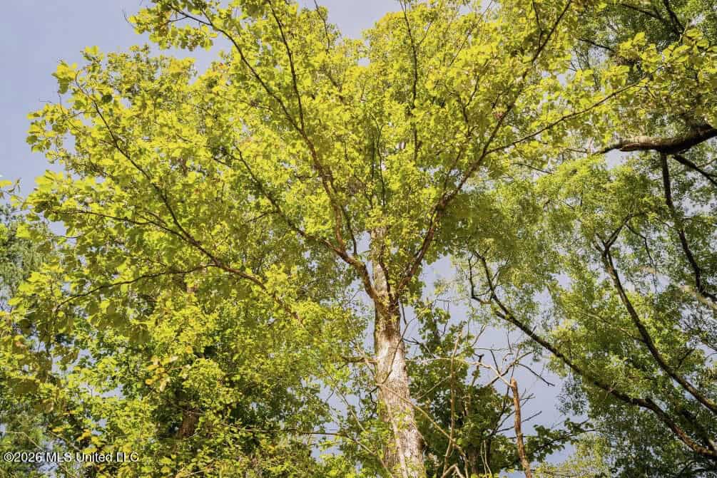 900 Acres for Sale – Hunter’s Paradise South Mississippi