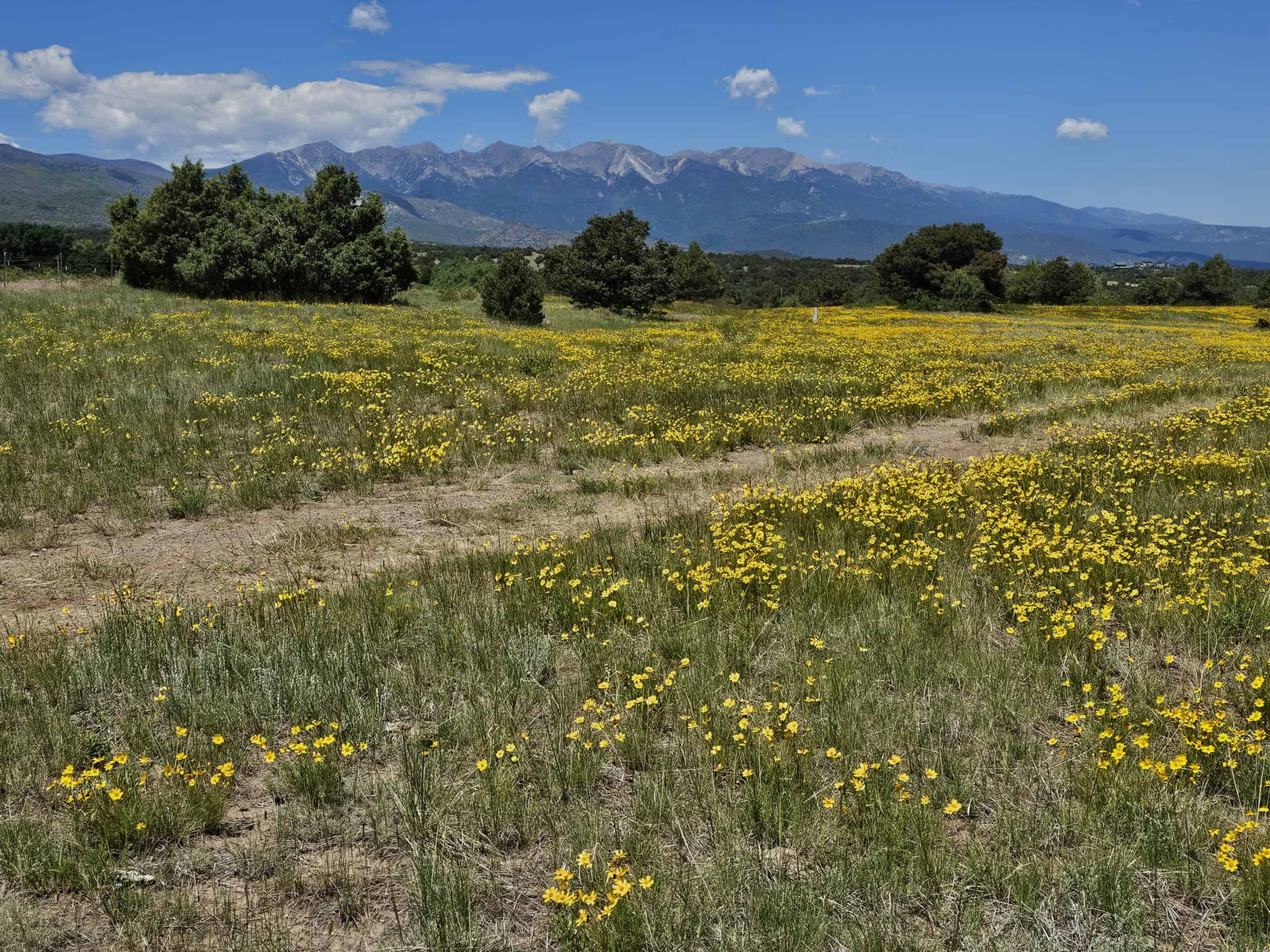 135 ± Acre Spring Valley Ranch for Sale Near Salida, CO