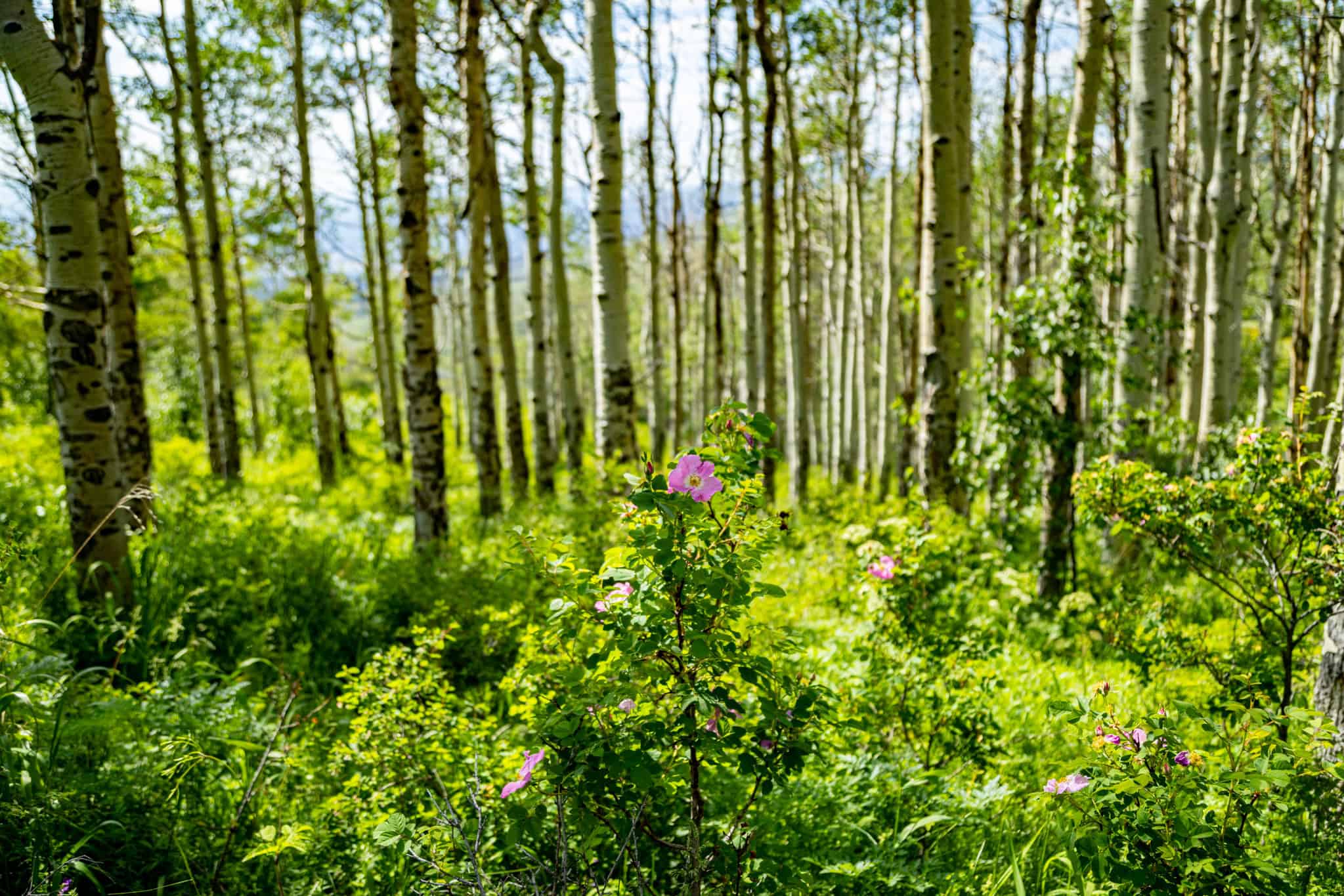 Luxury Vail Valley Tuscan Home for Sale in Wolcott, CO