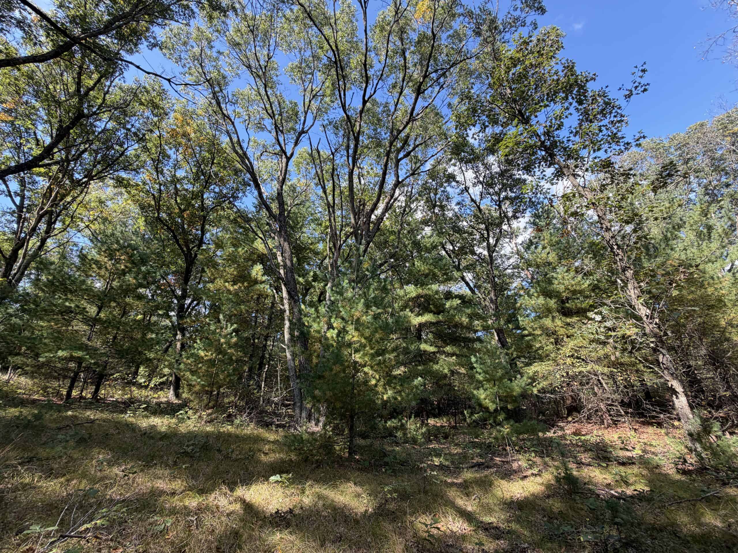 Buildable Hunting and Rec Property in Marquette County WI