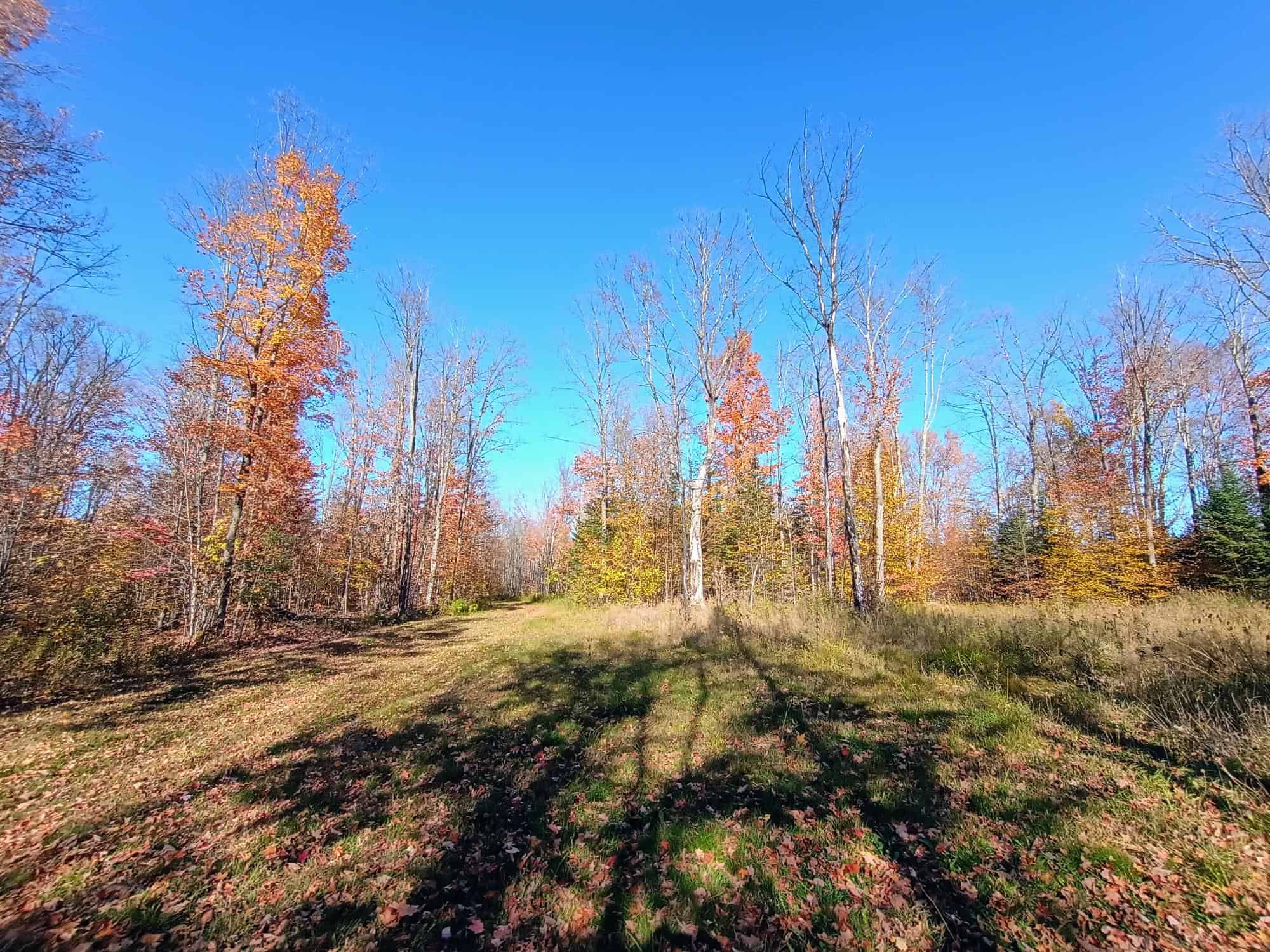 160 ± Acre Hunting Land with Camp Site Near Butternut, WI