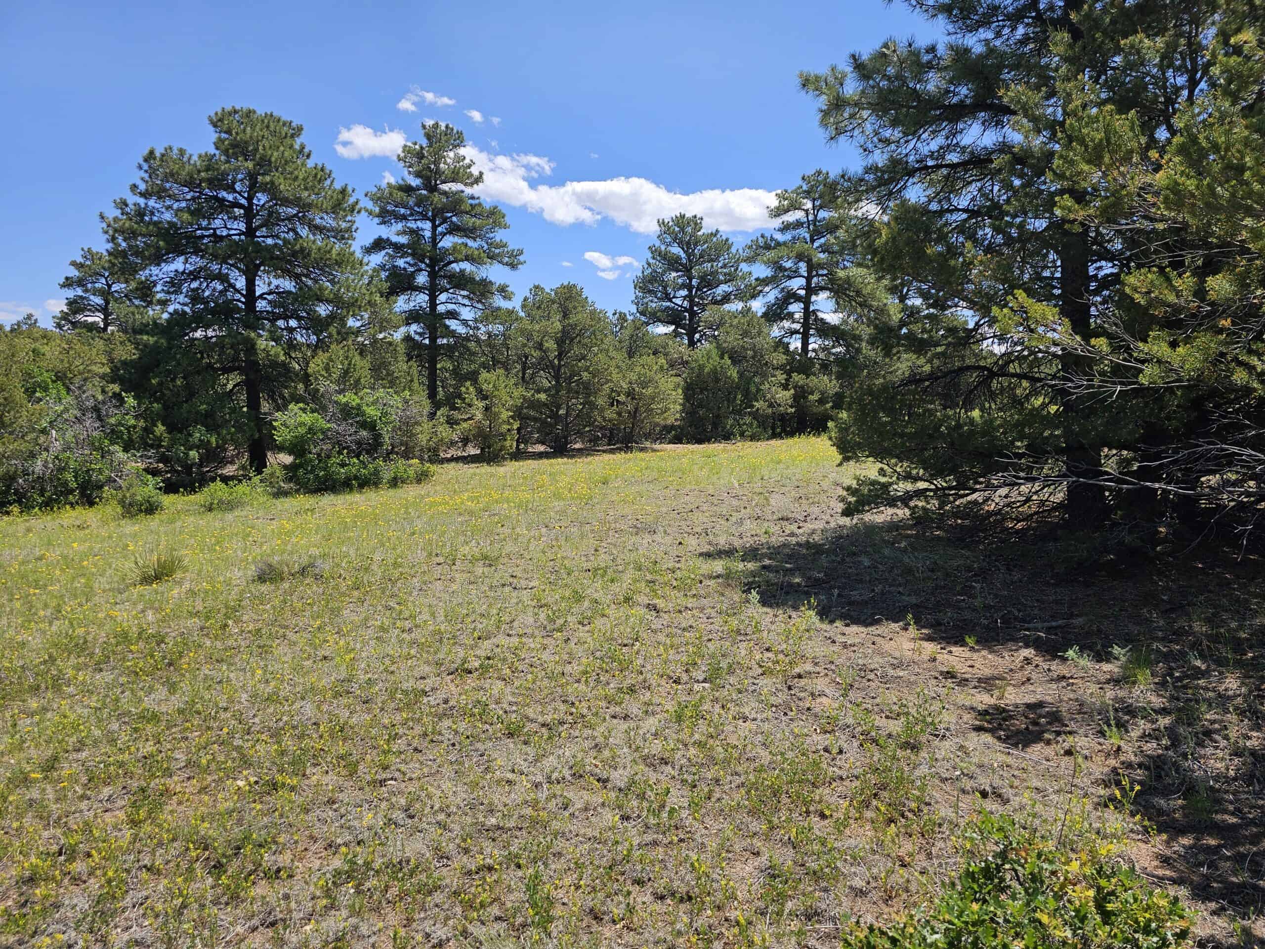 135 ± Acre Spring Valley Ranch for Sale Near Salida, CO