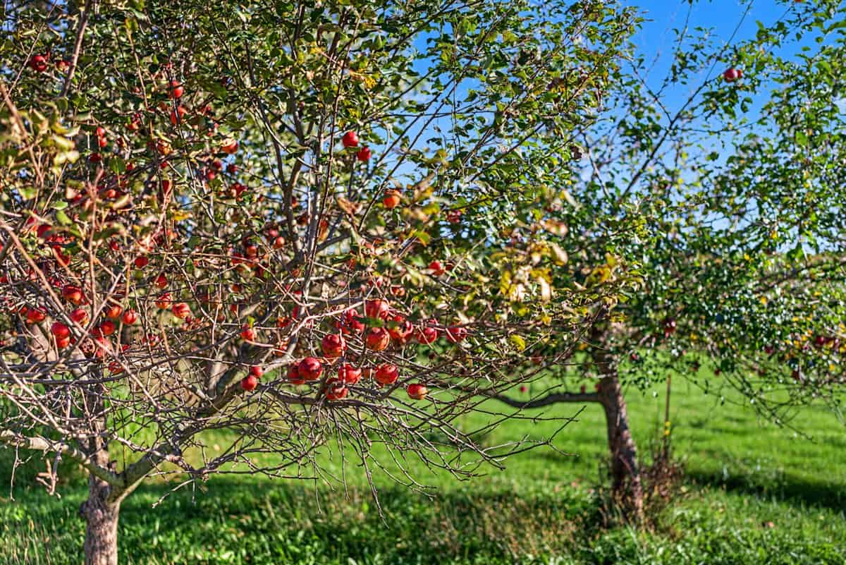 Wisconsin Country Farmstead & Artisan Creamery | Osseo, WI