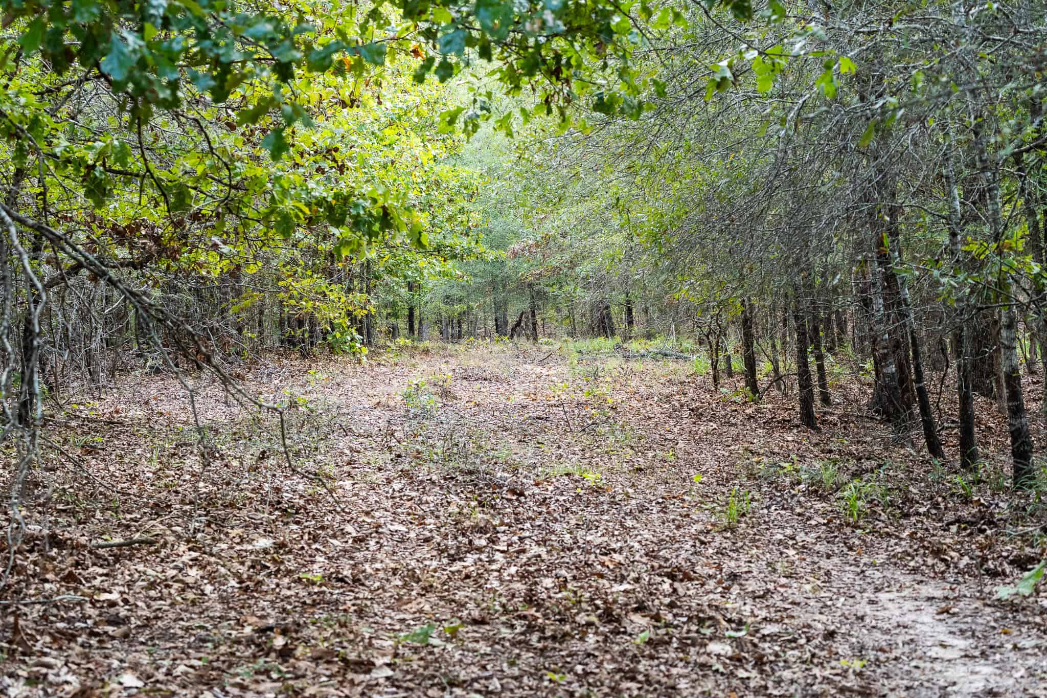 126-Acre Recreational Ranch for Sale in Mineola Texas Wood County
