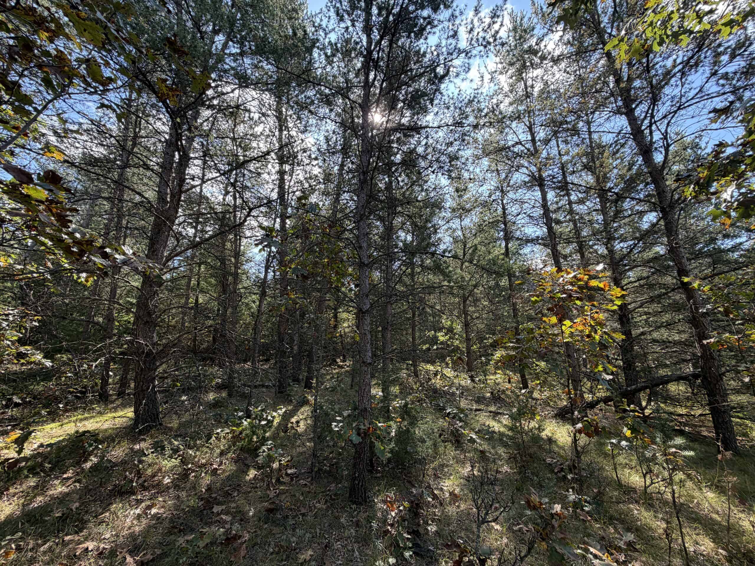 Buildable Hunting and Rec Property in Marquette County WI