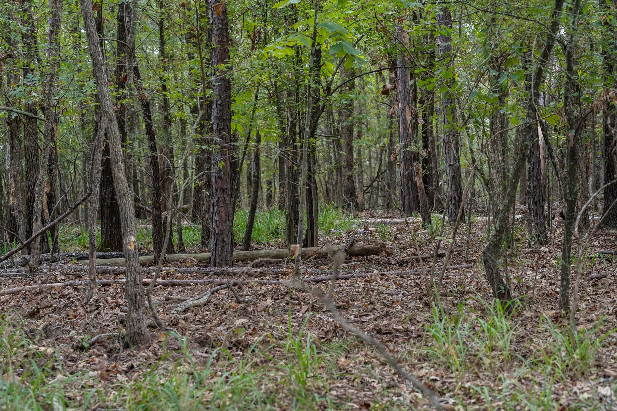 126-Acre Recreational Ranch for Sale in Mineola Texas Wood County