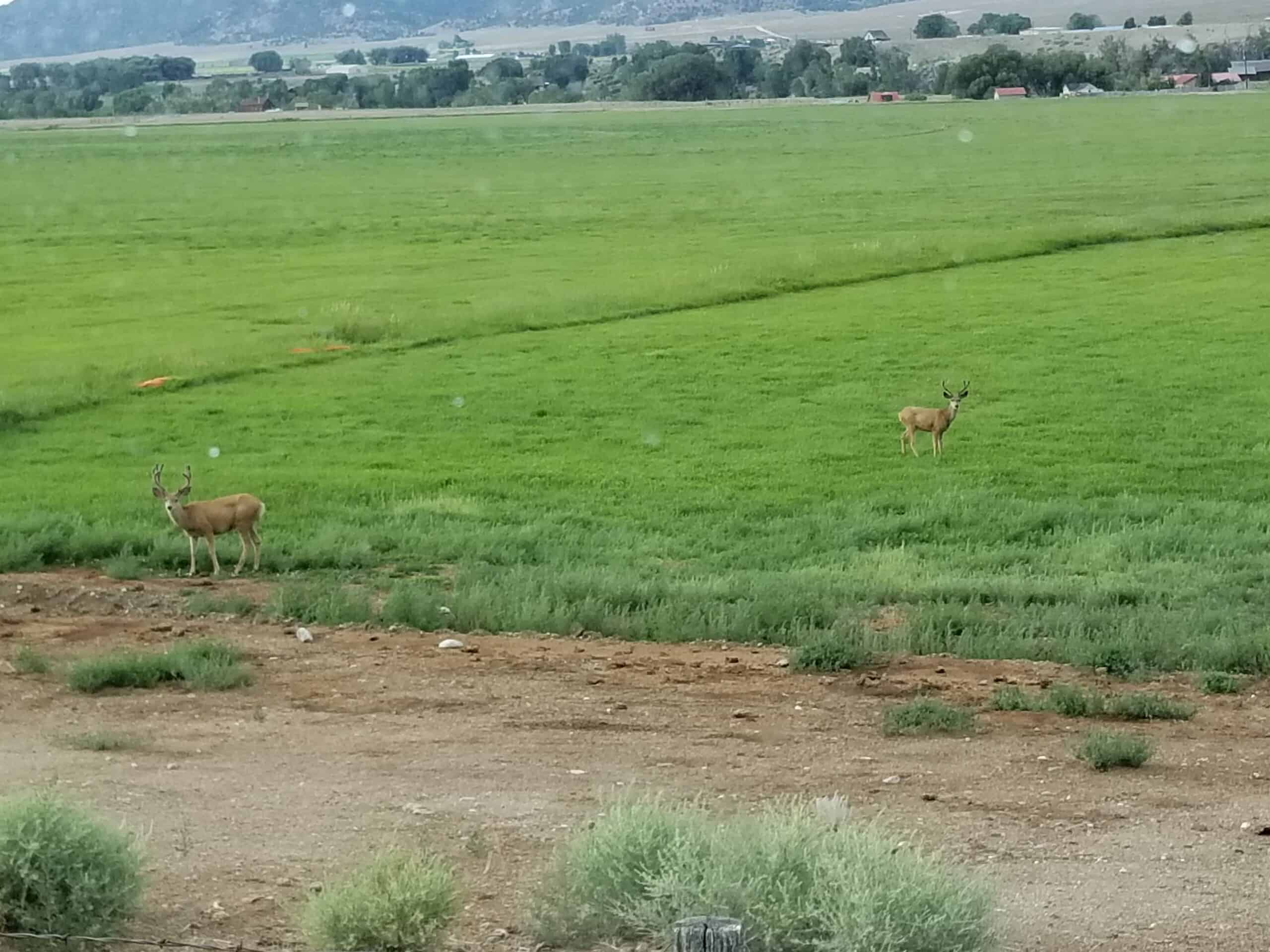 171.72 ± Acre Luxury Ranch & Home for Sale in Salida, Colorado